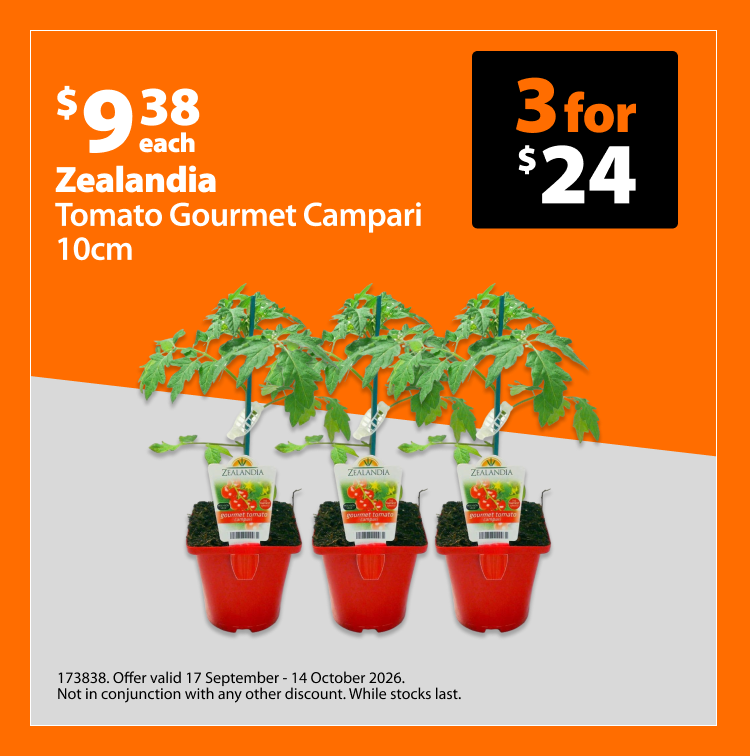 Zealandia Tomato Gourmet Campari 10cm, $9.38 each or 3 for $24. Offer valid 17 September - 14 October 2026. Not in conjunction with any other discount. While stocks last.