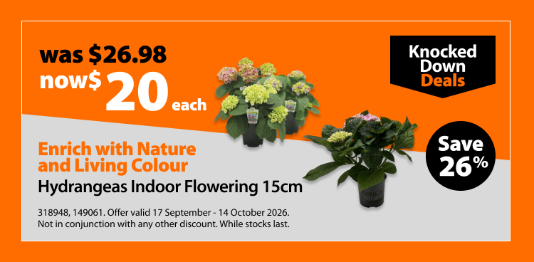 Enrich with Nature and Living Colour Hydrangeas Indoor Flowering 15cm, was $26.98 now $20 each, save 26%. Knocked Down Deals offer valid 17 September – 14 October 2026. Not in conjunction with any other discount. While stocks last.