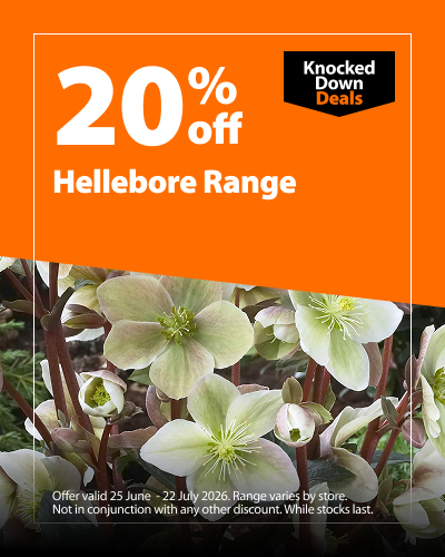 Hellebore Range. 20% off Knocked Down Deals offer valid 25 June – 22 July 2026. Range varies by store. Not in conjunction with any other discount. While stocks last.