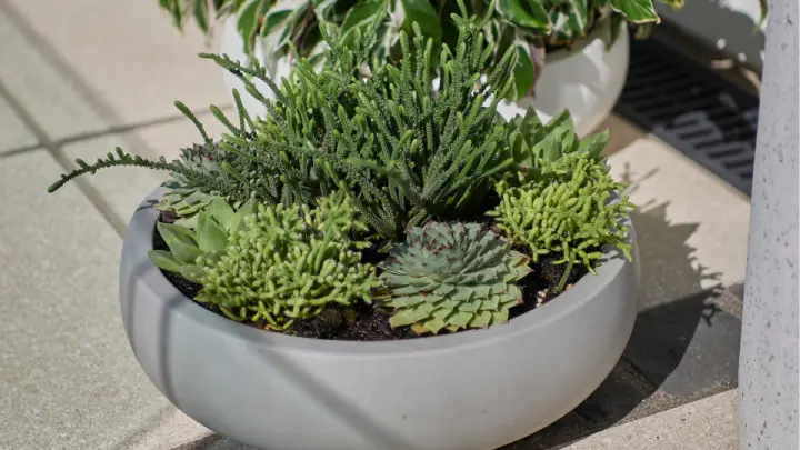 Pots and plants around an outdoor setting