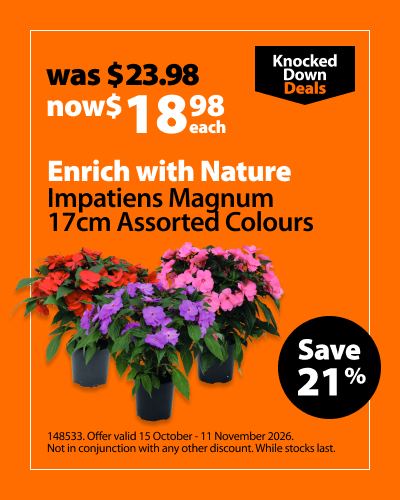 Enrich with Nature Impatiens Magnum 17cm Assorted Colours, was $23.98 now $18.98 each. Knocked Down Deals offer valid 15 October - 11 November 2026. Not in conjunction with any other discount. While stocks last.