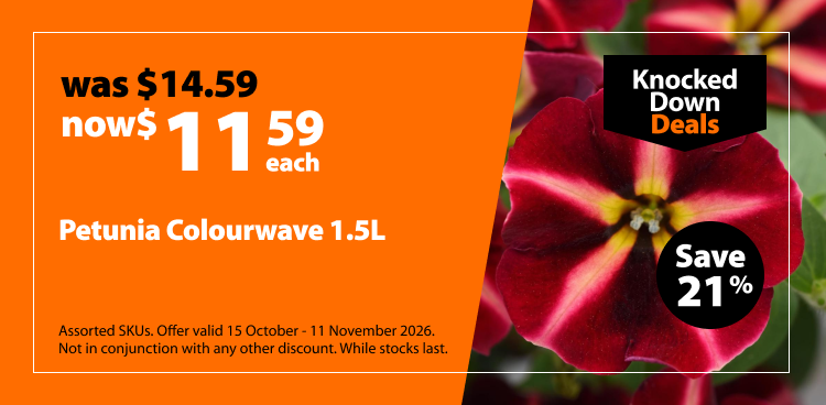 Petunia Colourwave 1.5L, was $14.59 now $11.59 each. Knocked Down Deals offer valid 15 October - 11 November 2026. Assorted SKUs. Not in conjunction with any other discount. While stocks last.